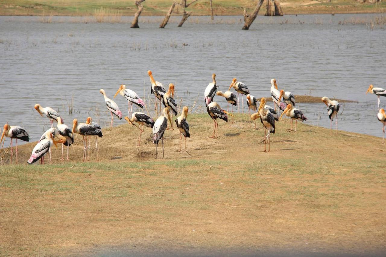 אודוואלאווה Udawalawa Safari Resort מראה חיצוני תמונה